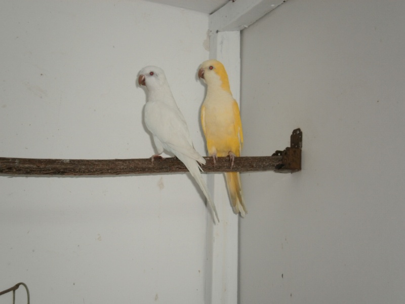 Mníšek šedý - pár (lutino a albino)
